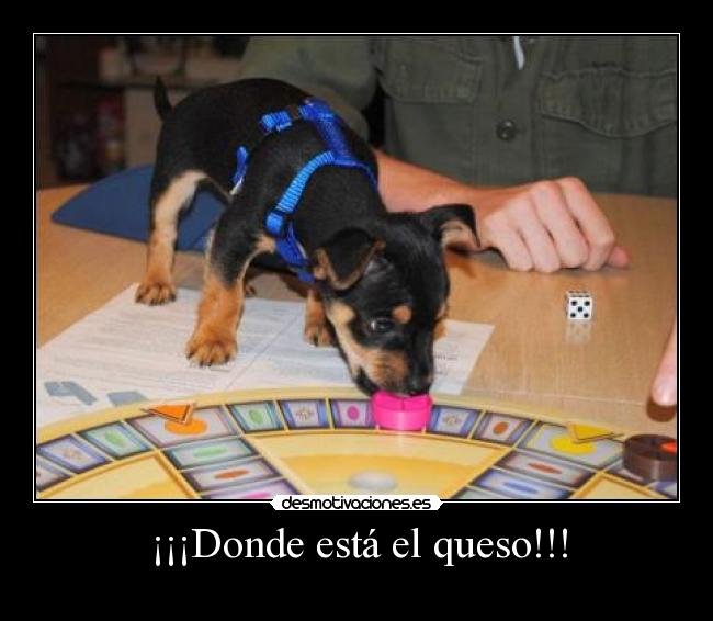 ¡¡¡Donde está el queso!!! -