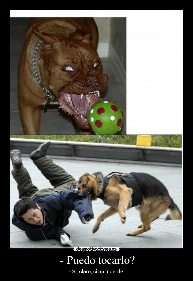 - Puedo tocarlo? - - Sí, claro, si no muerde.