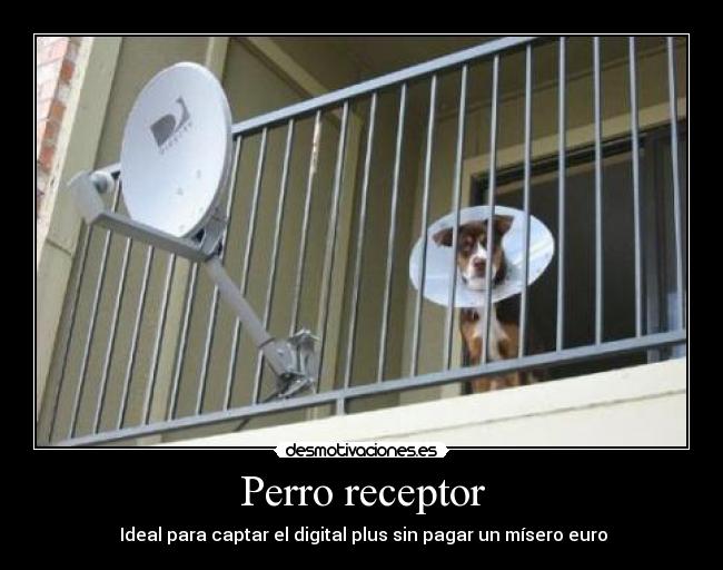 Perro receptor -