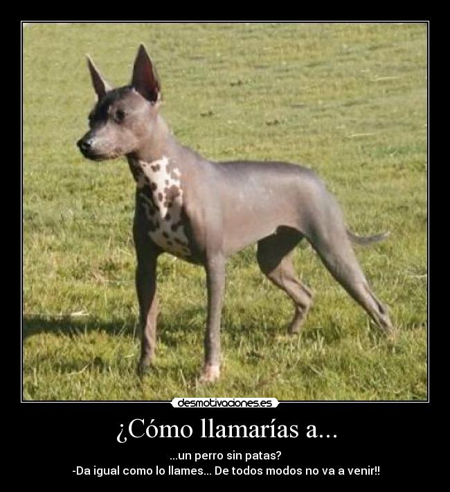 ¿Cómo llamarías a... -