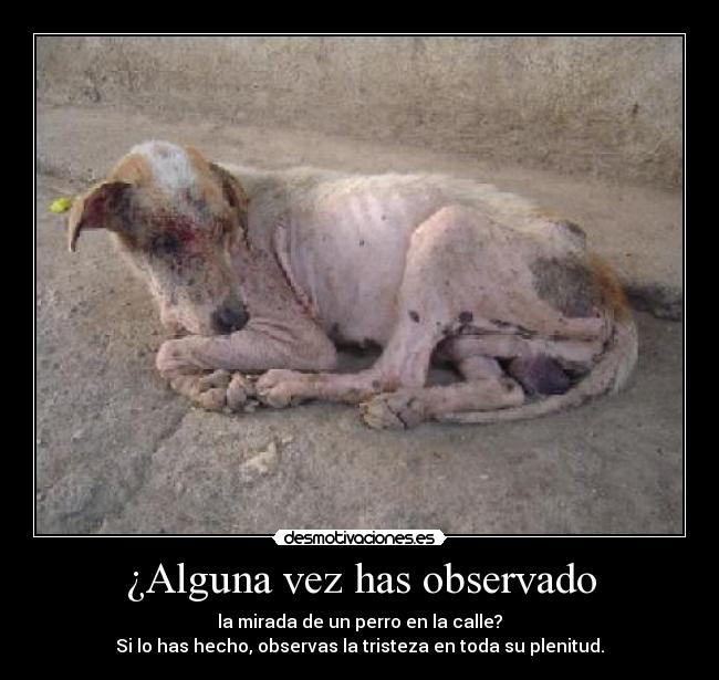 ¿Alguna vez has observado - la mirada de un perro en la calle?
Si lo has hecho, observas la tristeza en toda su plenitud.