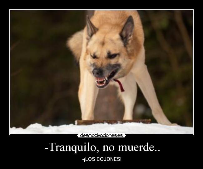 -Tranquilo, no muerde.. - -¡LOS COJONES!
