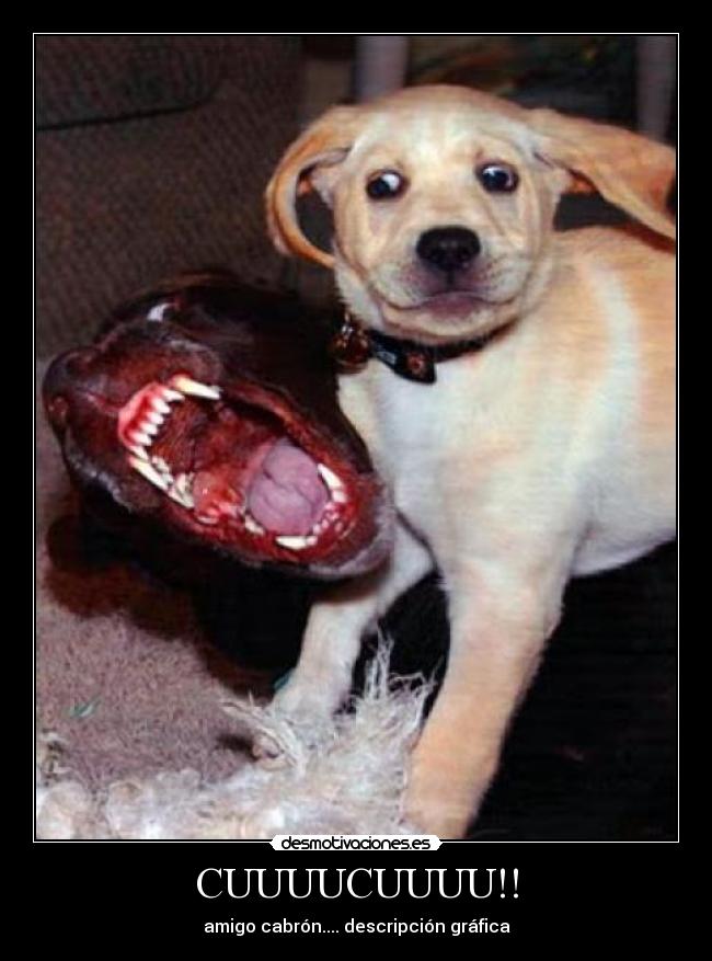CUUUUCUUUU!! - amigo cabrón.... descripción gráfica