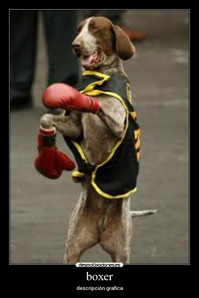 boxer - descripción grafica