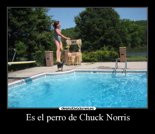 Es el perro de Chuck Norris -