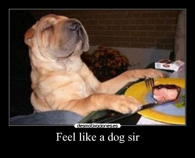 Feel like a dog sir -