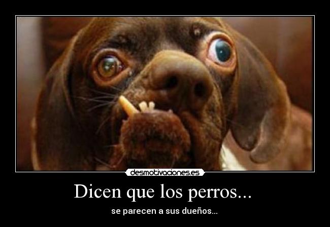 Dicen que los perros...  - 