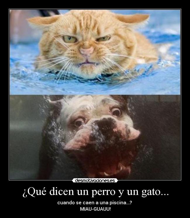 ¿Qué dicen un perro y un gato... - cuando se caen a una piscina...?
MIAU-GUAUU!
