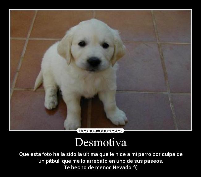 Desmotiva - Que esta foto halla sido la ultima que le hice a mi perro por culpa de
un pitbull que me lo arrebato en uno de sus paseos.
Te hecho de menos Nevado :(
