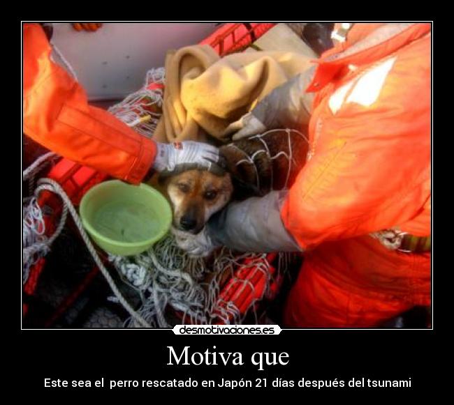 Motiva que - Este sea el  perro rescatado en Japón 21 días después del tsunami