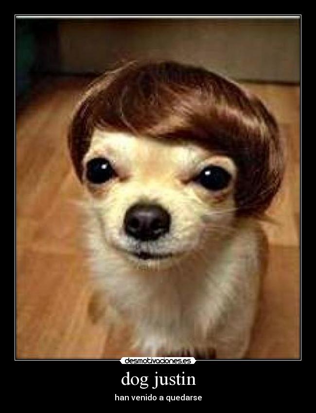 dog justin -