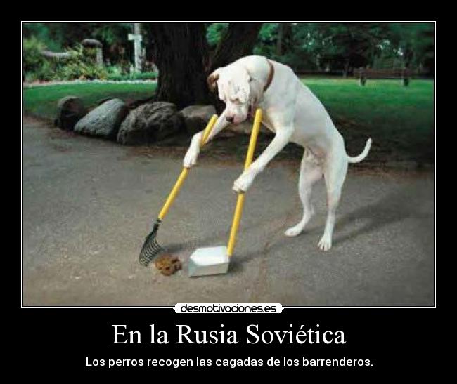 En la Rusia Soviética - Los perros recogen las cagadas de los barrenderos.