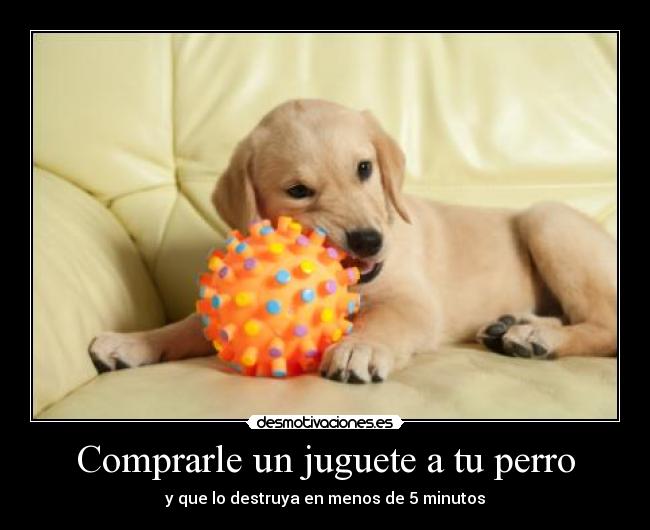 Comprarle un juguete a tu perro - 