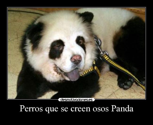 Perros que se creen osos Panda -