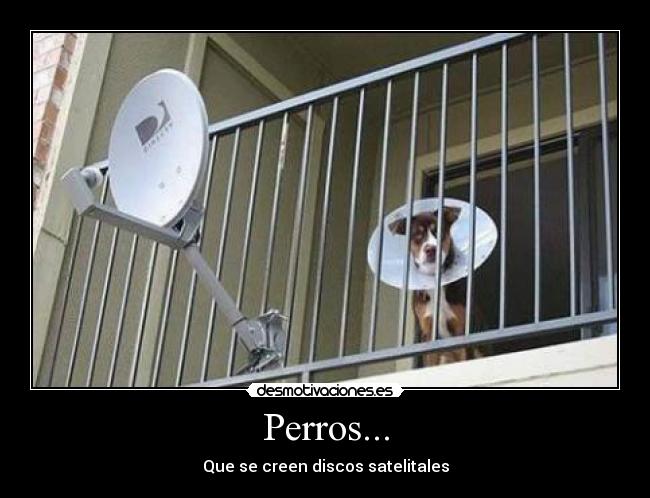 carteles perros antenas parabolicas discos satelitales desmotivaciones