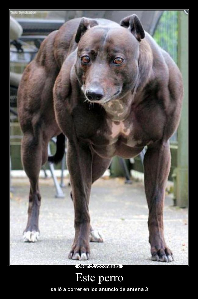 Este perro - 