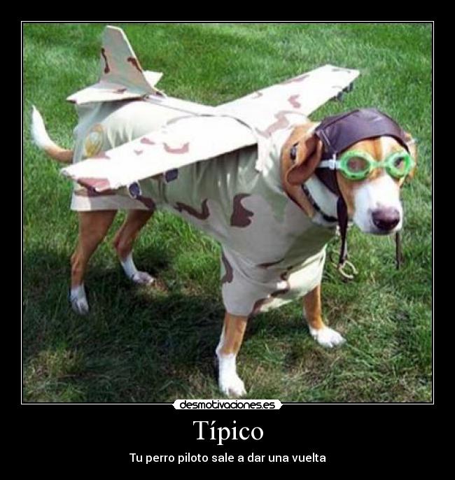 Típico - Tu perro piloto sale a dar una vuelta