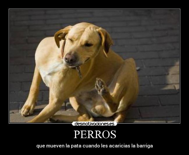 PERROS - que mueven la pata cuando les acaricias la barriga