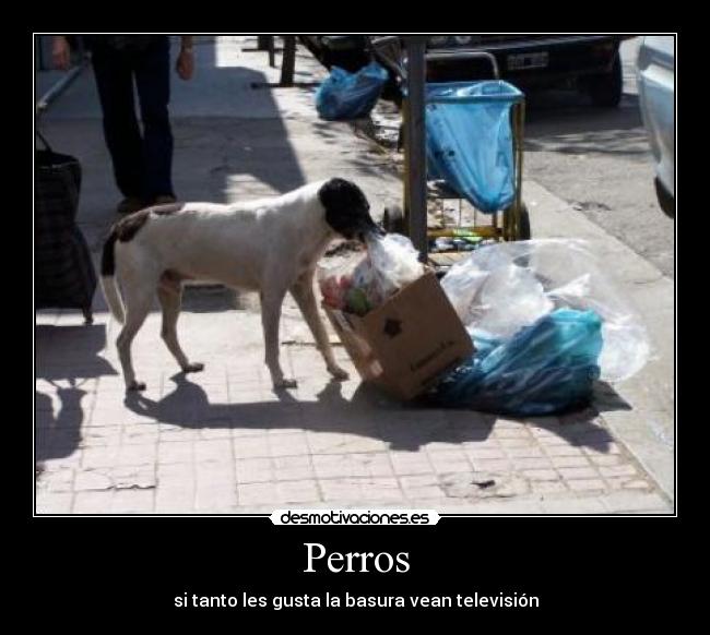 Perros - 