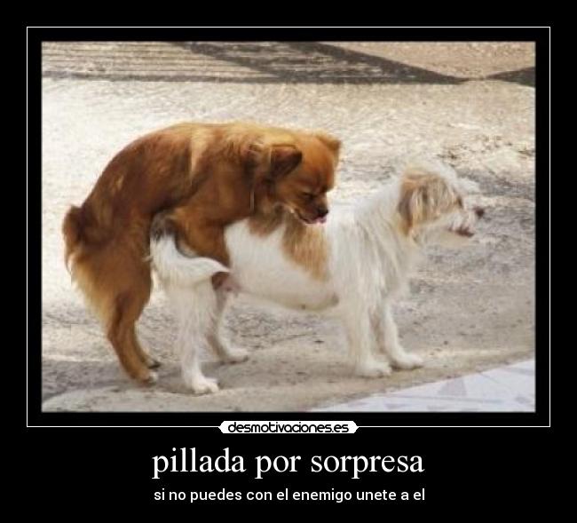 pillada por sorpresa - si no puedes con el enemigo unete a el