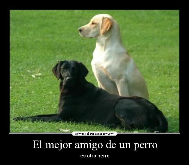 El mejor amigo de un perro - es otro perro