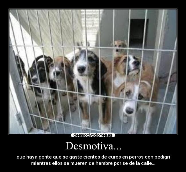 Desmotiva... - que haya gente que se gaste cientos de euros en perros con pedigri
mientras ellos se mueren de hambre por se de la calle...