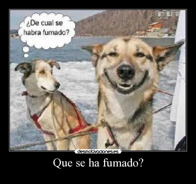 Que se ha fumado? -