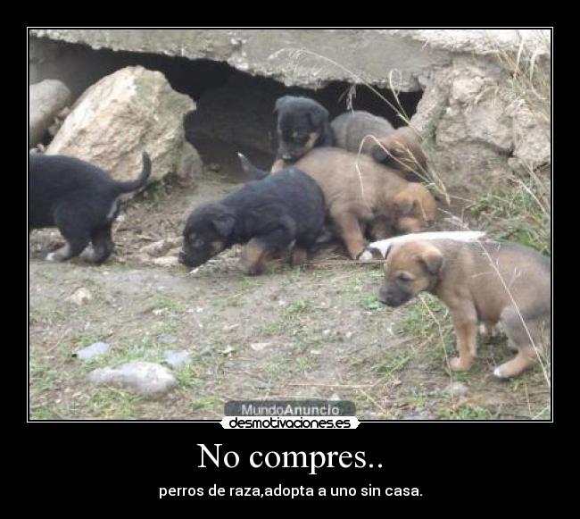 No compres.. - 