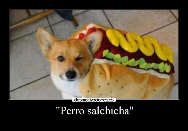 Perro salchicha - 