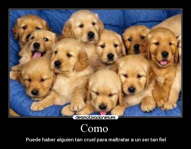 Como  - Puede haber alguien tan cruel para maltratar a un ser tan fiel