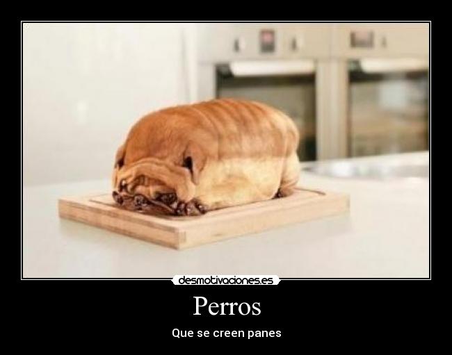 Perros - 