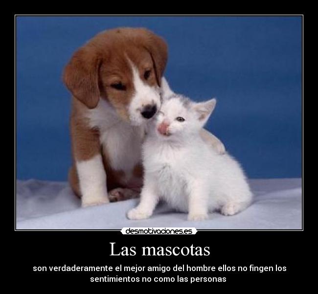 Las mascotas - son verdaderamente el mejor amigo del hombre ellos no fingen los
sentimientos no como las personas