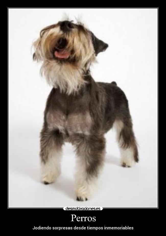 Perros - Jodiendo sorpresas desde tiempos inmemoriables