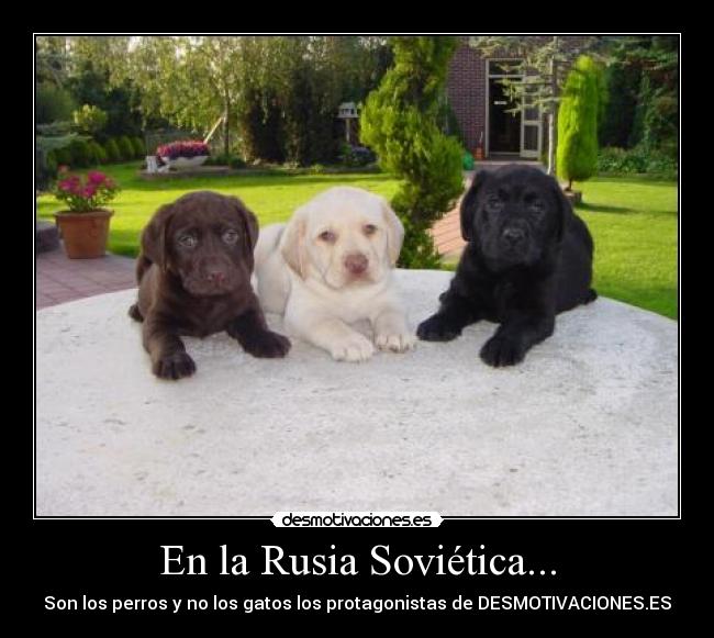 En la Rusia Soviética... - Son los perros y no los gatos los protagonistas de DESMOTIVACIONES.ES