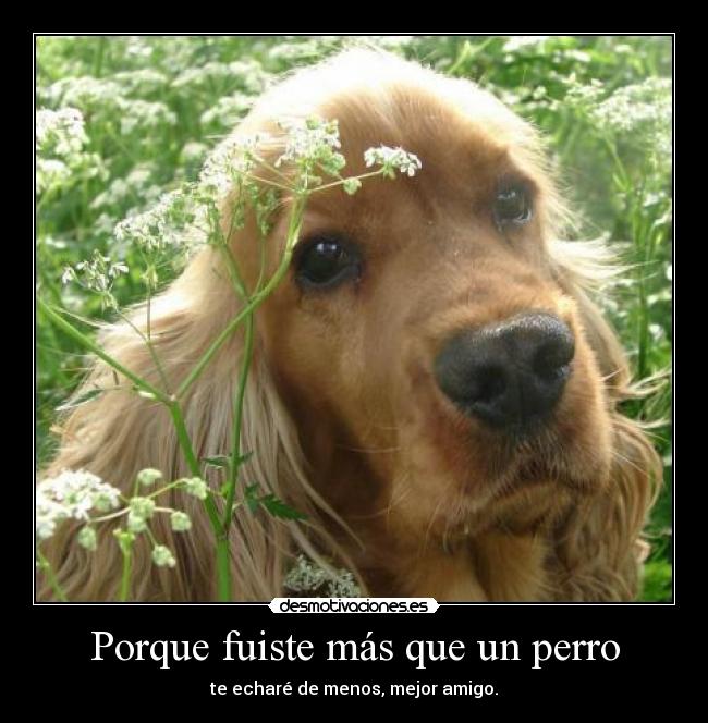 Porque fuiste más que un perro -