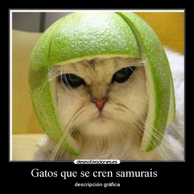 Gatos que se cren samurais - descripción gráfica
