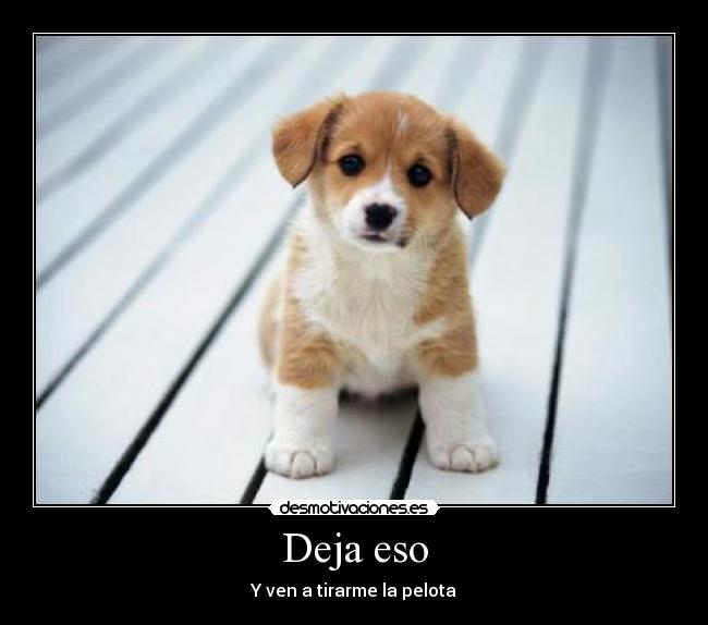 carteles perro desmotivaciones