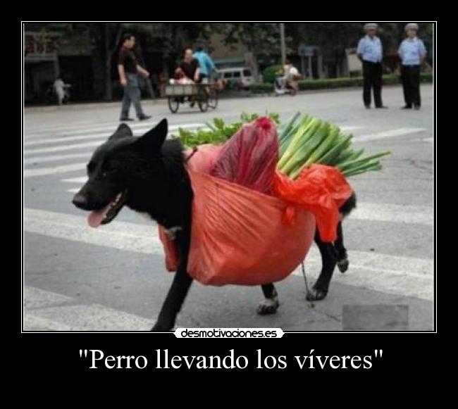 Perro llevando los víveres - 