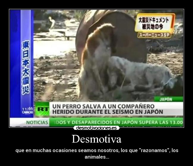 Desmotiva - que en muchas ocasiones seamos nosotros, los que razonamos, los animales...