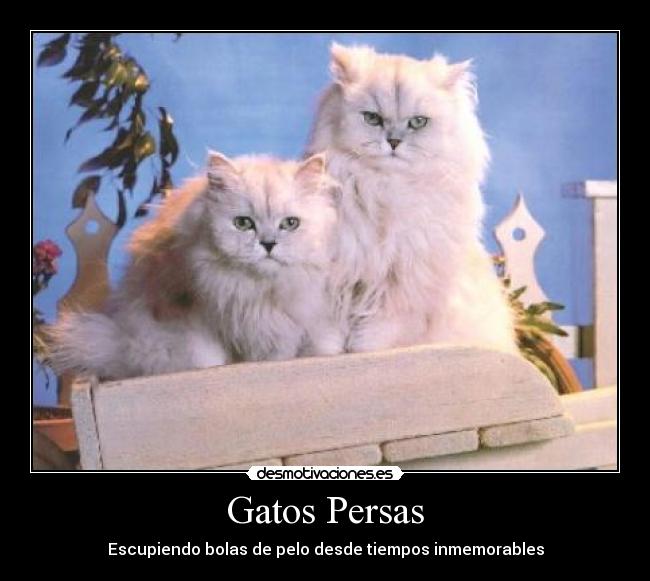 Gatos Persas - 