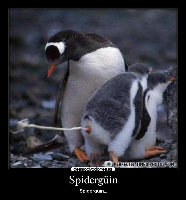 Spidergüin - Spidergüin...