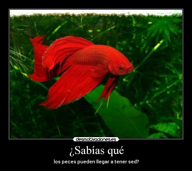 ¿Sabías qué - los peces pueden llegar a tener sed?