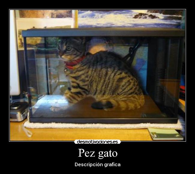 Pez gato - 