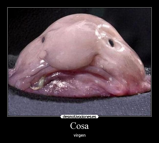 Cosa - virgen