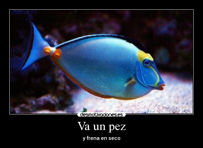 Va un pez -