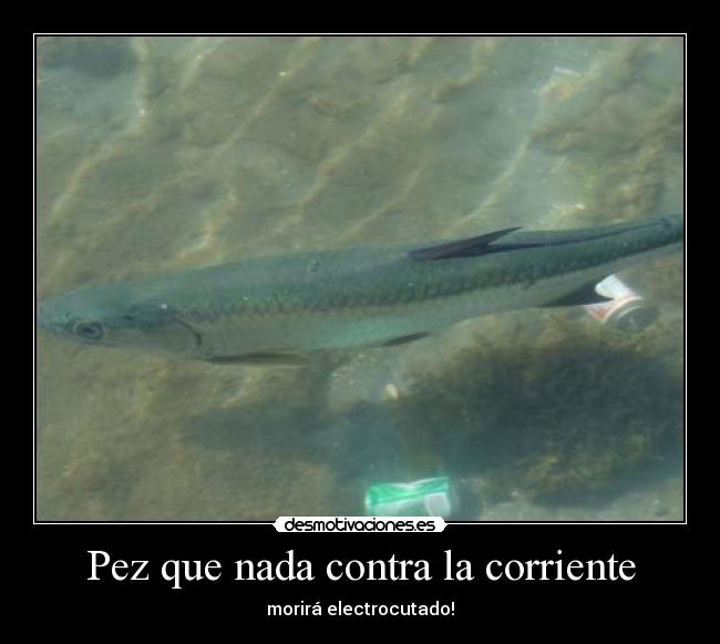 carteles pez corriente lol problem desmotivaciones