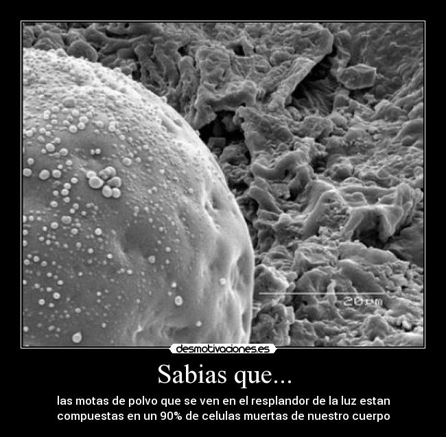Sabias que... - las motas de polvo que se ven en el resplandor de la luz estan
compuestas en un 90% de celulas muertas de nuestro cuerpo
