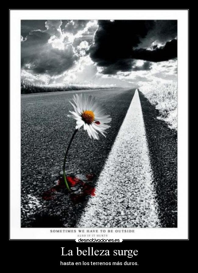 La belleza surge - hasta en los terrenos más duros.