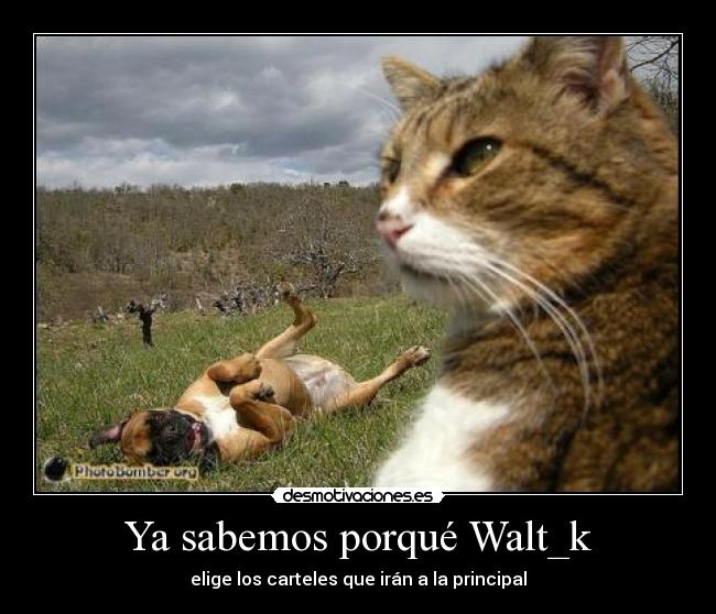 carteles gato perro desmotivaciones