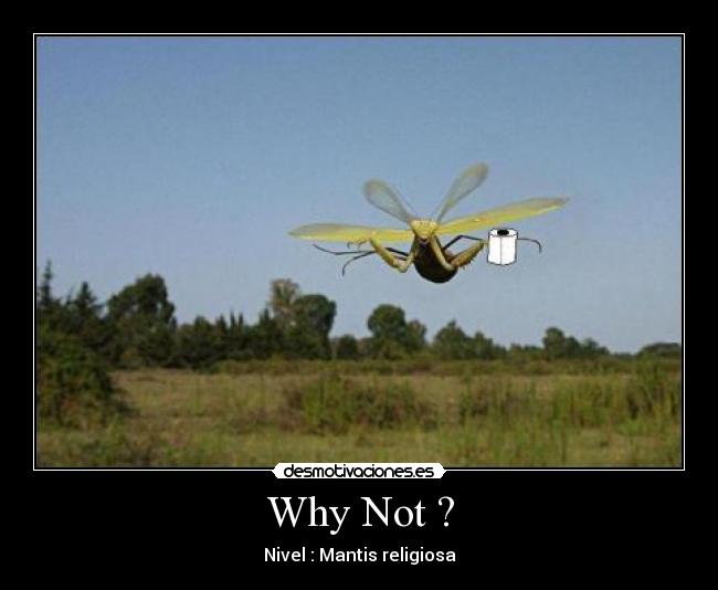 Why Not ? - Nivel : Mantis religiosa